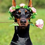 doberman, dog, rose-3038670.jpg